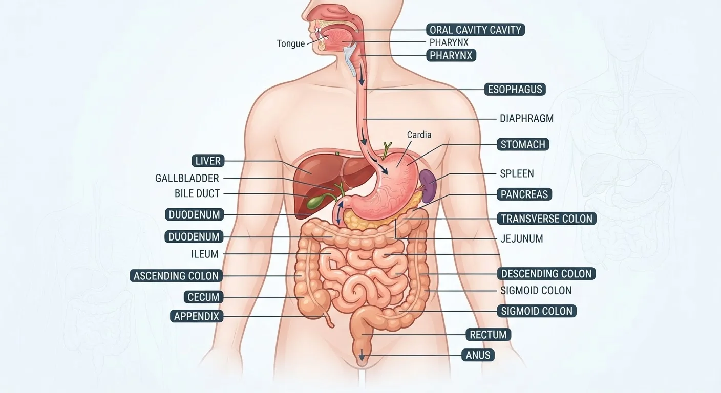 Digestive Health From Top to Bottom: What Your Gut Actually Does